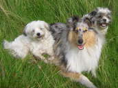 Lyka (Caledonian Exciting Evangeline)
