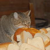 Manchmal schmeckt auch "selbstgefangenes" Brot