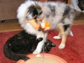 Caledonian Exciting Evangeline mit Katze