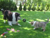 Joy (Caledonian Jetblack Joy) und Tess (Caledonian Fran Fine)