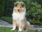 Tess (Caledonian Fran Fine)