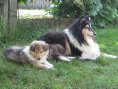 Tess (Caledonian Fran Fine) und Joy (Caledonian Jetblack Joy)